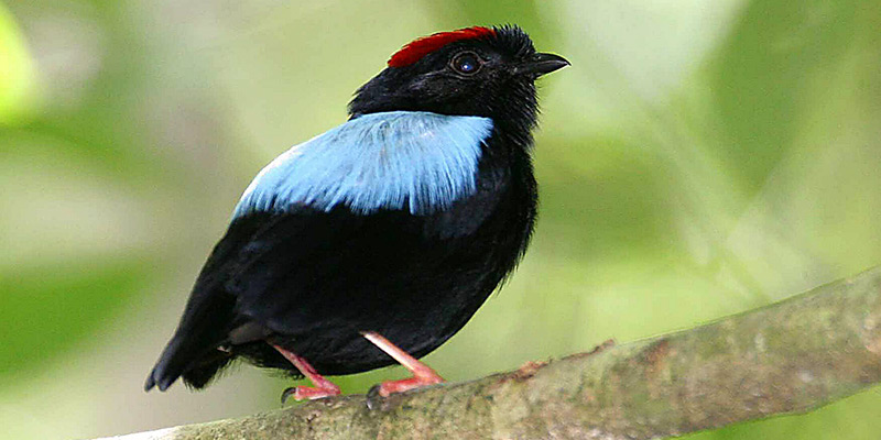 Blue-Backed Manakin