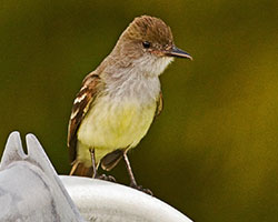 Brown-crested Flycatcher