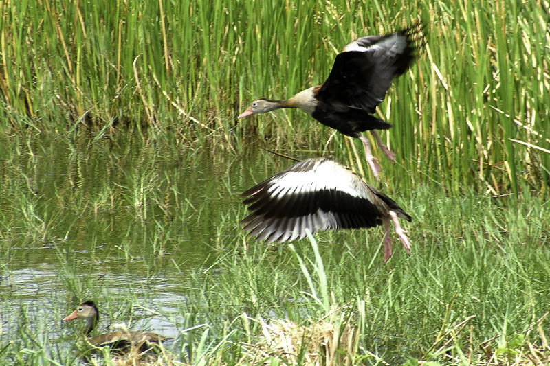 Wetland birding tours in Tobago