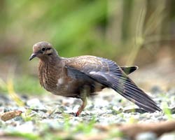 Eared Dove stretching