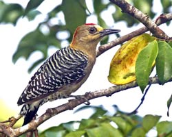 Red-crowned Woodpecker (male)