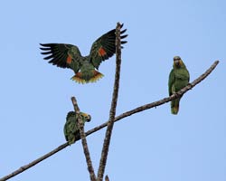 Orange-winged Parrots