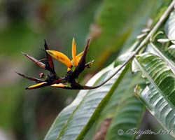 Heliconia, Bird-of-paradise
