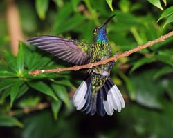 Male White-tailed Sabrewing